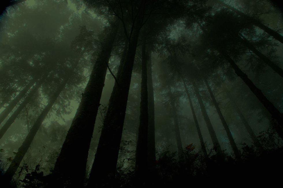 treedarkforest.jpg